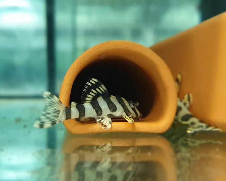 Leopard Pleco L134 ~ 2-3cm SPECIAL OFFER